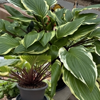 Hosta Sorbet